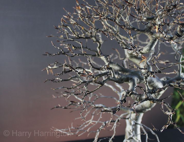 beech bonsai